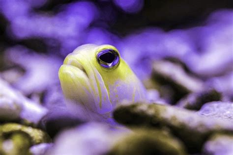 Top Saltwater Fish IDEAS for Stocking a 5.